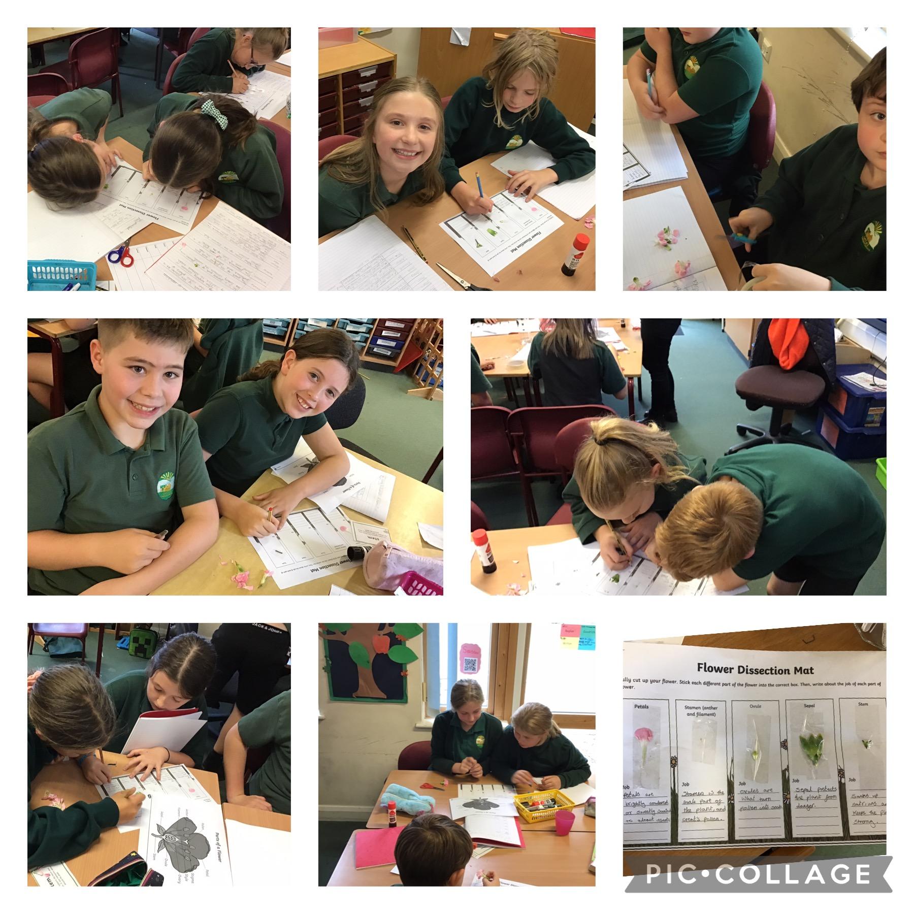 In science we have dissected flowers to understand their functions. 